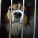 [성남시] 안락사 임박!!! 포메<b>믹스</b>견 3살추정 수컷