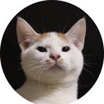 [고양이] 또또남매 가족찾기