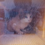[고양이] 점박이를 <b>포획</b> 했습니다