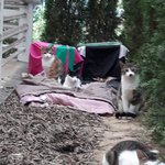길냥이들을괴롭히는학생들..도와주세요