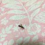 이 벌레 뭔가요 ㅠㅠ (벌레사진있음) 제발알려주세요
