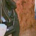 [댓글부탁해] 이 다리면 몇<b>kg</b>여야돼?