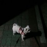 [EXO] 다들<b>진정</b>하고울집강아지보며힐링하셈