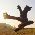 <b>무술</b>하는 고양이들