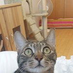 얼마전에 우리 아이 안락사 시켰습니다.