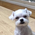 [댓글부탁해] <b>스무스</b>하게 치킨골라줘