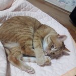 [고양이] 본격적인 고양이자랑