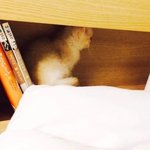 [고양이] 귀여운 먼치킨 고양이 <b>리브</b> 자랑해도 될까요?