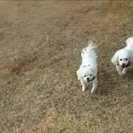[꼭조언부탁] <b>소형</b>견은 목줄 안하는 사람이 왜이리 많지?