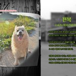 천복/스피츠/여아/2살/8kg  강아지공장, 그 <b>끔찍</b>한 곳에서 구조된 천복이.