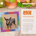 핀이/미니핀/남아  *번<b>식장</b>에서 구조된 핀이