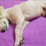 인천 중구 신흥동 말티푸 <b>수컷</b> 강아지 주인을 애타게 찾습니다