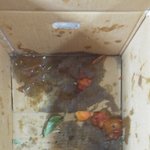 (추가3)시어머니가 보낸 과일 쓰레기봉투에 있다고 집나간 남편