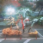 우리<b>집</b><b>앞</b>에 벌써 크리스마스 준비?햇음