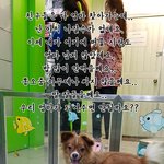 [성남시] <b>믹스</b> 2살추정 여아3.8키로 체리아이