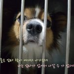 [성남시] 빠삐용믹스 3살추정 <b>수컷</b>