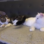 [고양이] 너무이뻐서 <b>자랑</b>하고파요~