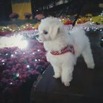 강아지와 <b>산책</b>하는데..