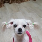 [강아지] 유기견이었던 두부 콩