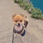 료)/2살/5kg   *퐁퐁이는 <b>활발</b>한 성격을 가지고 있습니다.