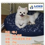 [강아지] 안락사에서 살았어요