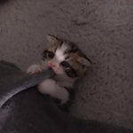 [고양이] <b>자랑</b>하고픈사진 추가합니다^^