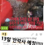 남은 시간은 단,3일!!!! 푸들 수컷 15살추정 교통사고
