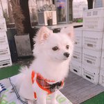 [<b>폼</b>피츠]사춘기 쿵이의일상2