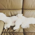 [강아지귀욤] <b>흰둥이</b>와 짱아의 동거생활