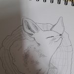 [드루와] <b>사막</b>여우랑 오리너구리