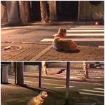 3일간 <b>식음</b>을 전폐한 강아지 사연