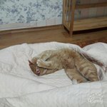 [고양이] 본격적인 고양이자랑2