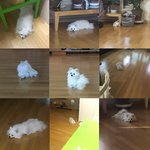 [강아지] <b>포메</b> 두부 누워있는 사진 보고가세용~~