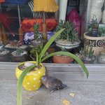 다리다친 <b>비둘기</b>
