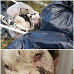 [강아지] 쓰레기<b>더미</b>에서 발견된 투견 강아지