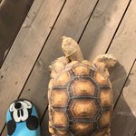 [방탈죄송] [사진수정] 잃어버린 <b>육지</b>거북을 찾습니다.