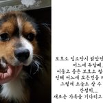 [성남시] 안락사임박!! 빠삐용 <b>믹스</b> 살려주세요.