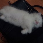 [고양이] 우리첫찌 흰냥이 <b>꾸리</b>입니다