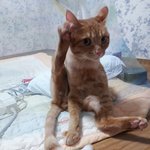 [고양이] +추가)본격적인 고양이자랑3