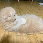 [댓글부탁해] 고양이 키우는 사람 들어와 줘 ㅠㅠ