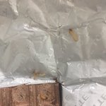 [댓글부탁해] (혐주의)롯데 가나 초콜릿에서 살아있는 구더기 나옴...