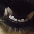 [댓글부탁해] 애덜아 <b>강쥐</b> 이빨 2중났는데