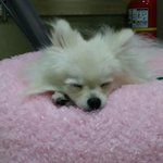 [강아지]새침떼기 딸...많이 컸네~