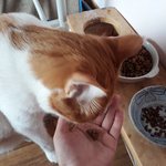 나의 동거묘 <b>도칠</b>이 하루 24시간.