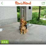 [강아지] 피서철 버려져 안락사 <b>명단</b>에 오른 탄이