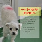 강아지공장에서 쓸모를 잃게 되어 처분대상이 된 두 아이
