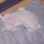 [강아지] 개냥이의 겨울을 나는 법!