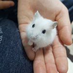 햄스터이름추천죰 ㅜㅜ 사진잇엄