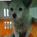 [성남시] 스피츠<b>믹스</b> 3살추정 여아 4키로