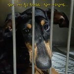 [성남시] ✔도베르만 6개월 <b>여아</b> 옴피부병 기침✔